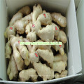 Chinese Fresh Ginger New Crop